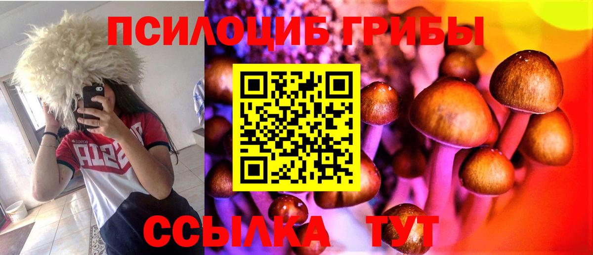 Галлюциногенные грибы Cubensis  Вход с VPN  Зеленогорск 